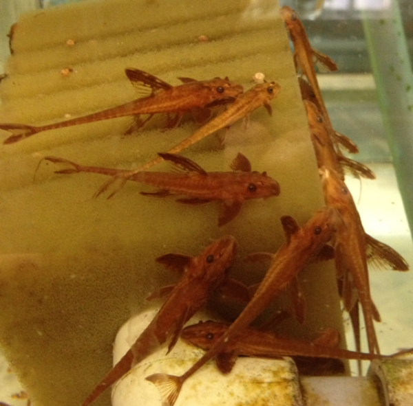 Zuchtpaar Roter Hexenwels L010A, Rineloricariria sp. -